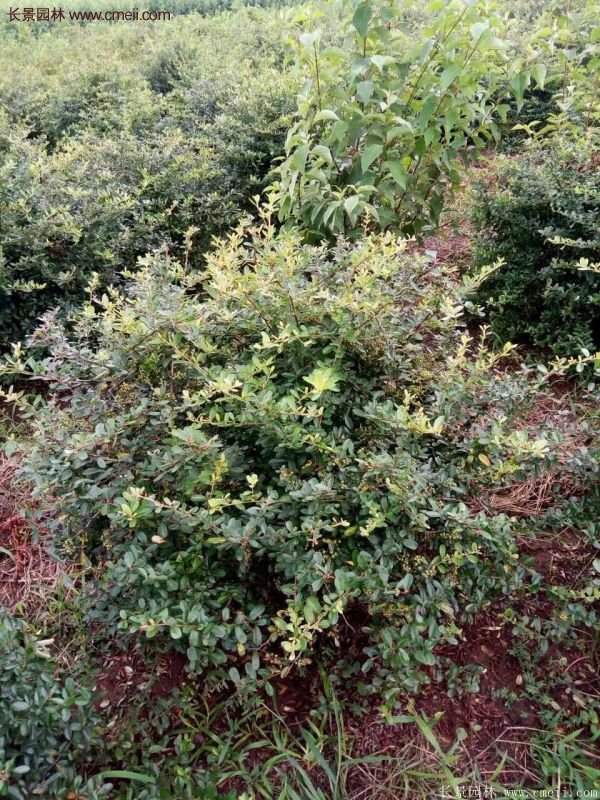 沭陽(yáng)火棘苗、火棘球