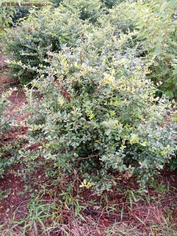 沭陽(yáng)火棘苗、火棘球