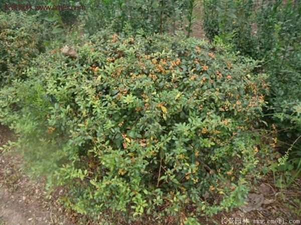 沭陽(yáng)火棘苗、火棘球