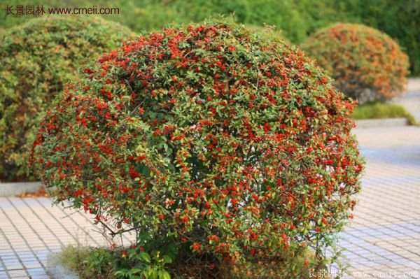 沭陽(yáng)火棘苗、火棘球