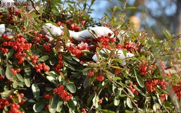 沭陽(yáng)火棘苗、火棘球