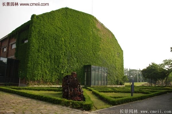 爬山虎都能種植在哪些地方？