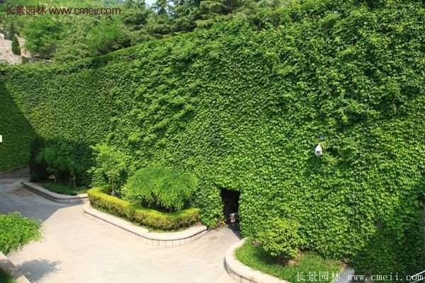 爬山虎都能種植在哪些地方？