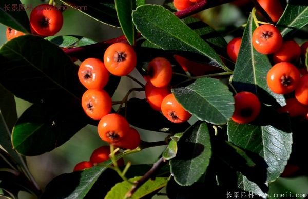 沭陽火棘綠化 沭陽火棘綠化