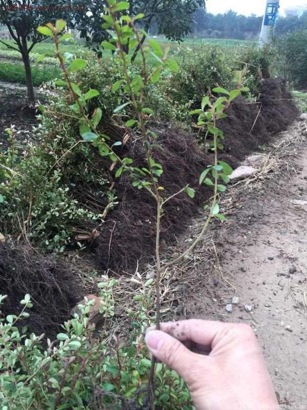 優(yōu)質(zhì)火棘苗 優(yōu)質(zhì)火棘苗