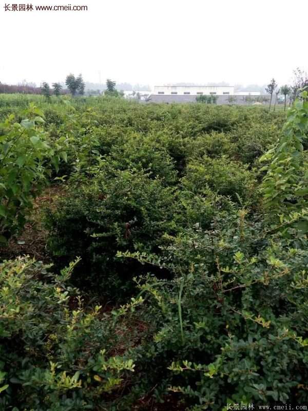 沭陽火棘的標準