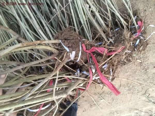 連翹樹苗 連翹樹苗