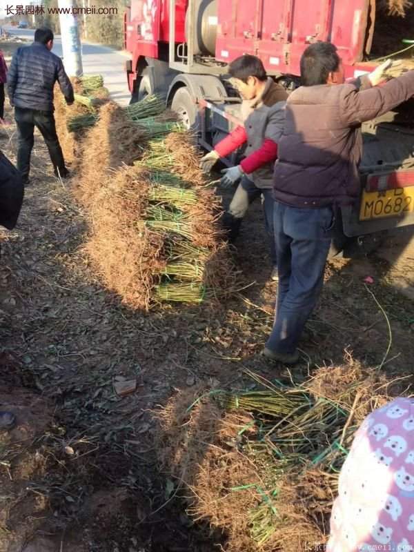 沭陽連翹苗供應(yīng) 沭陽連翹苗供應(yīng)