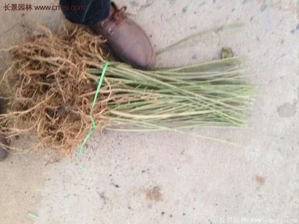 沭陽連翹苗供應(yīng) 沭陽連翹苗供應(yīng)