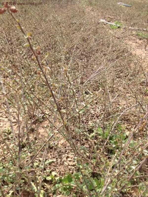 沭陽連翹苗供應(yīng) 沭陽連翹苗供應(yīng)