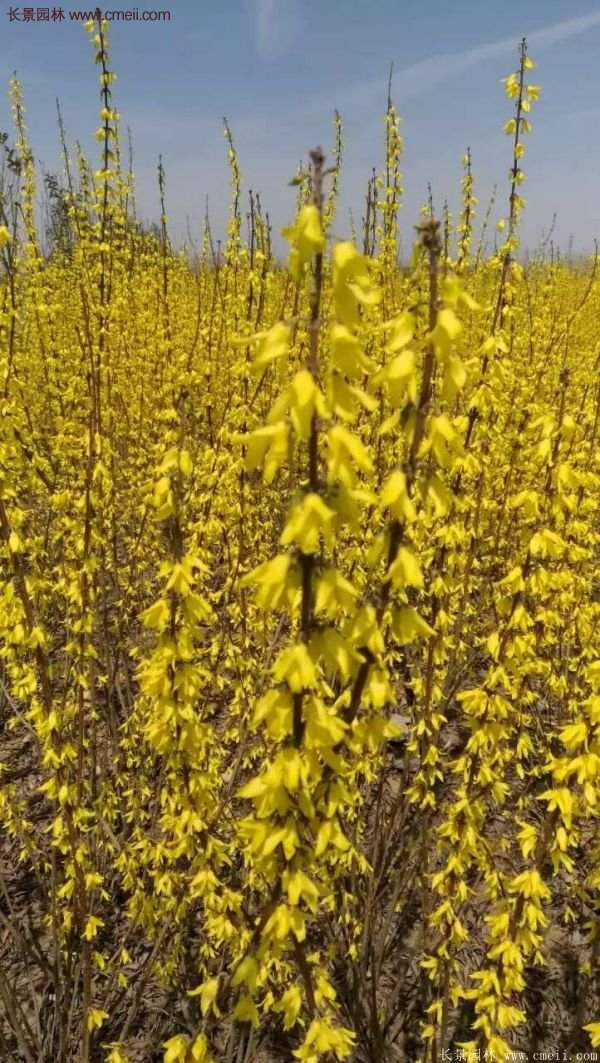 沭陽連翹苗 沭陽連翹苗