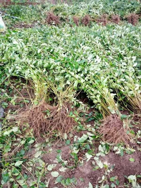 沭陽連翹規(guī)格 沭陽連翹規(guī)格