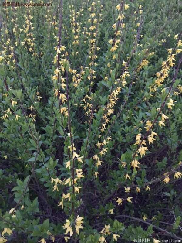 沭陽連翹規(guī)格 沭陽連翹規(guī)格