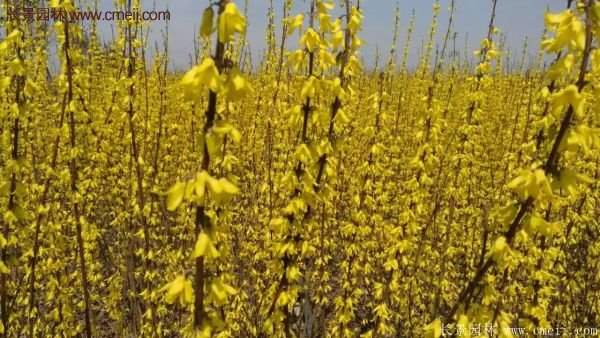 沭陽連翹規(guī)格 沭陽連翹規(guī)格