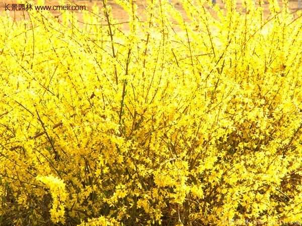 沭陽連翹規(guī)格 沭陽連翹規(guī)格