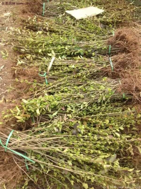 沭陽大連翹 沭陽大連翹