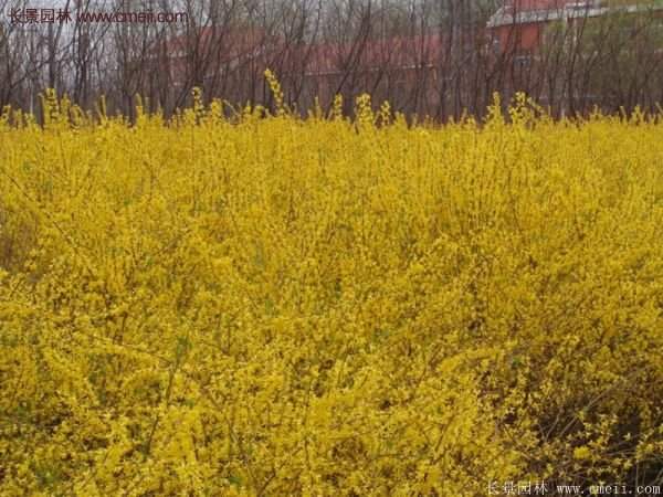 沭陽大連翹 沭陽大連翹