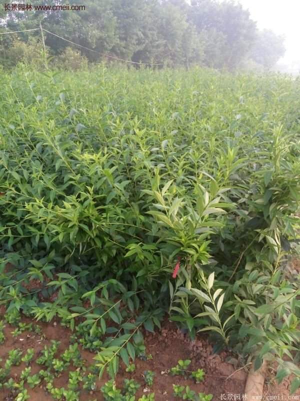 沭陽連翹 沭陽連翹