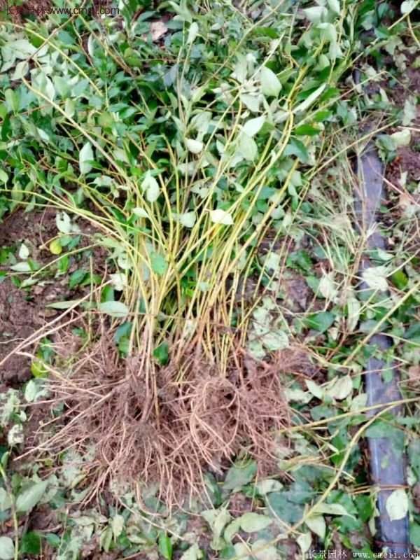 沭陽連翹 沭陽連翹