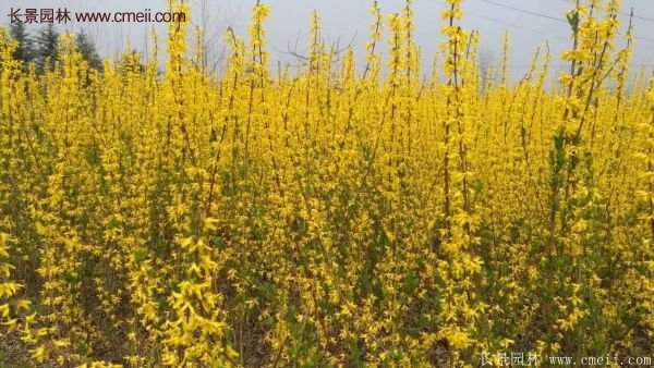 沭陽連翹 沭陽連翹