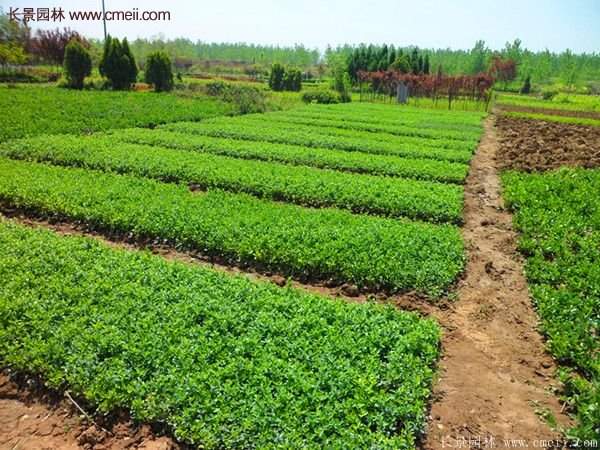 沭陽連翹價格 沭陽連翹價格