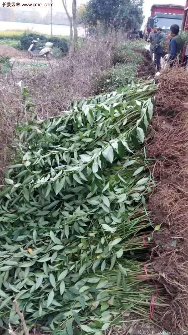 沭陽連翹基地 沭陽連翹基地