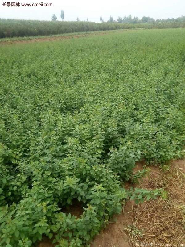 沭陽連翹基地 沭陽連翹基地