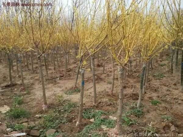 黃金槐樹苗是如何繁育的？