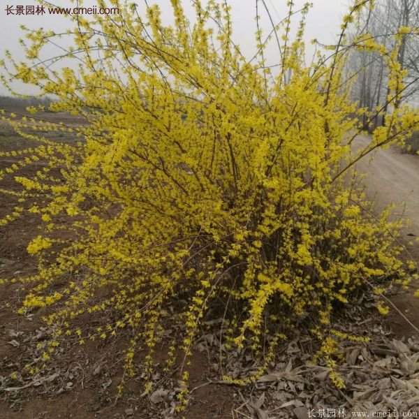 沭陽連翹基地 沭陽連翹基地