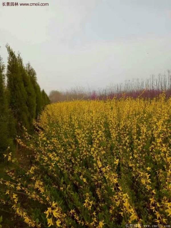 沭陽連翹基地 沭陽連翹基地