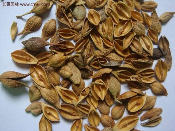 沭陽(yáng)連翹苗 沭陽(yáng)連翹苗