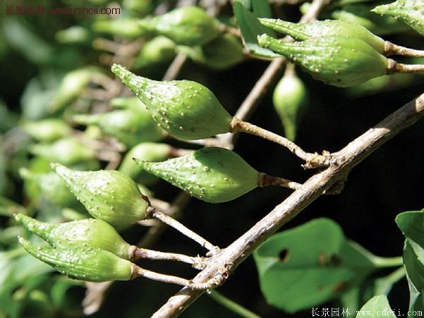 沭陽(yáng)連翹苗 沭陽(yáng)連翹苗