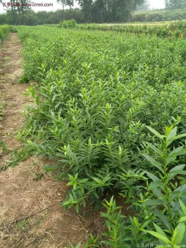 沭陽(yáng)連翹苗 沭陽(yáng)連翹苗