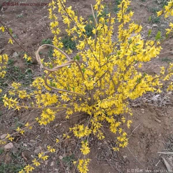 沭陽(yáng)連翹苗 沭陽(yáng)連翹苗