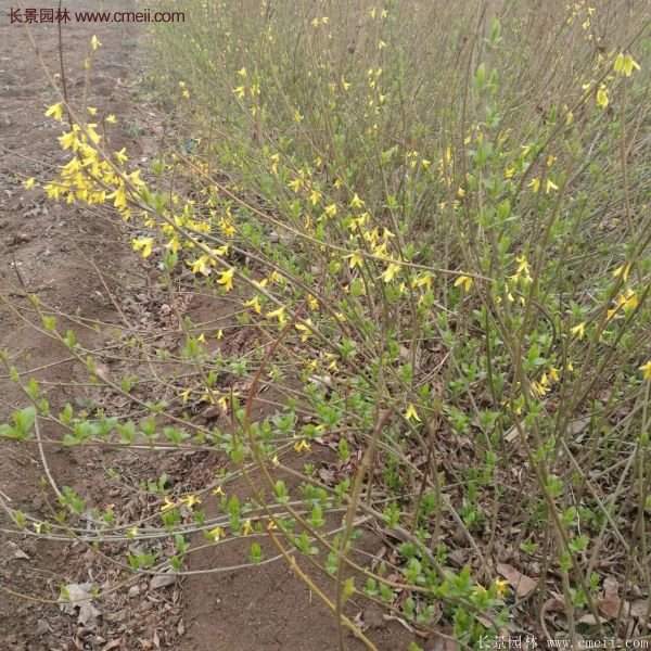連翹基地 連翹基地