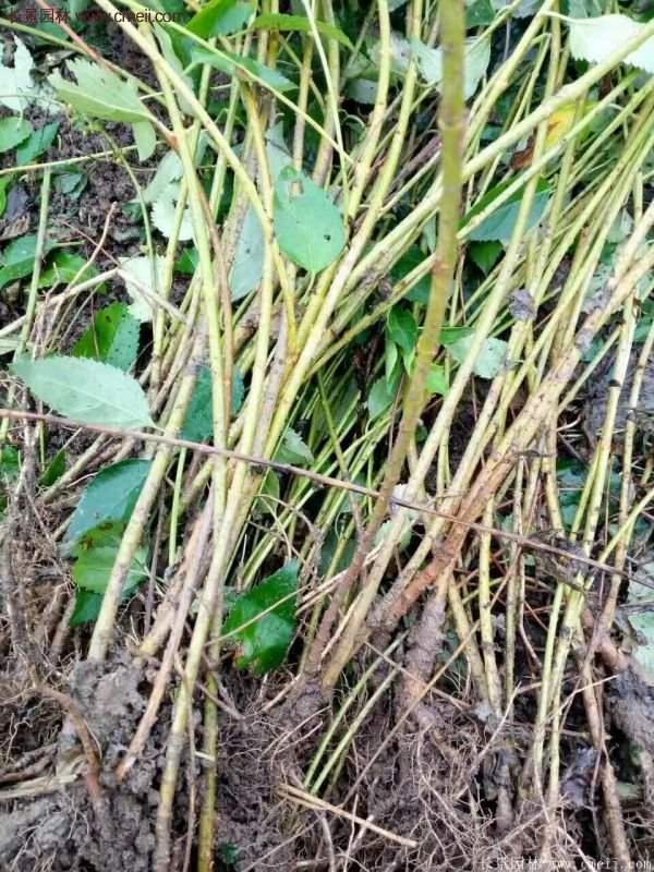 連翹基地 連翹基地