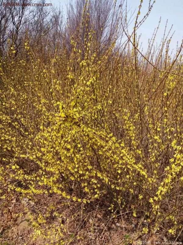 連翹基地 連翹基地