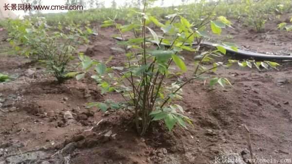 沭陽紅葉衛(wèi)矛 沭陽紅葉衛(wèi)矛