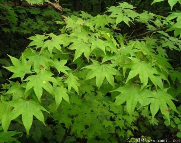 青楓樹(shù)苗產(chǎn)地都有哪些地方？