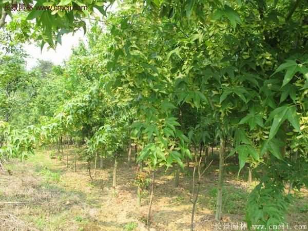 青楓樹(shù)苗產(chǎn)地都有哪些地方？