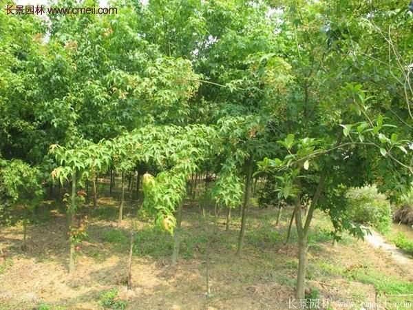 青楓樹(shù)苗產(chǎn)地都有哪些地方？