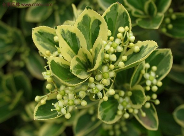 沭陽(yáng)金邊黃楊 沭陽(yáng)金邊黃楊