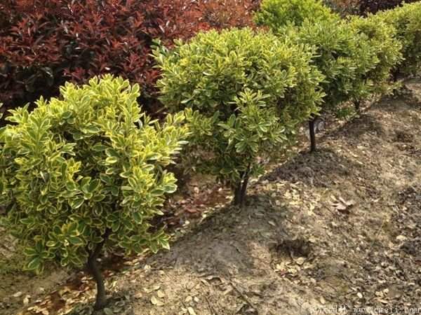 沭陽(yáng)金邊黃楊 沭陽(yáng)金邊黃楊