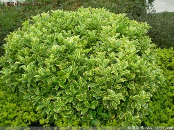 沭陽(yáng)金邊黃楊 沭陽(yáng)金邊黃楊