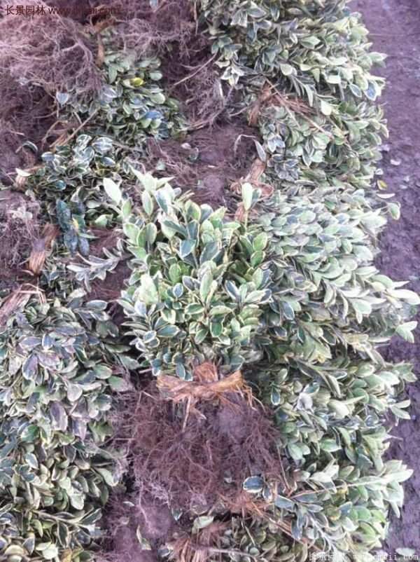 沭陽(yáng)金邊黃楊 沭陽(yáng)金邊黃楊