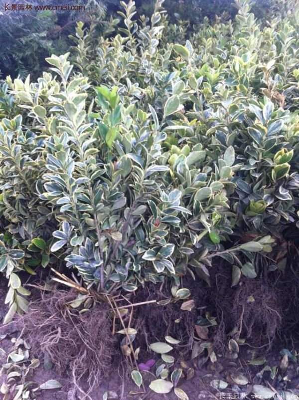 沭陽(yáng)金邊黃楊 沭陽(yáng)金邊黃楊