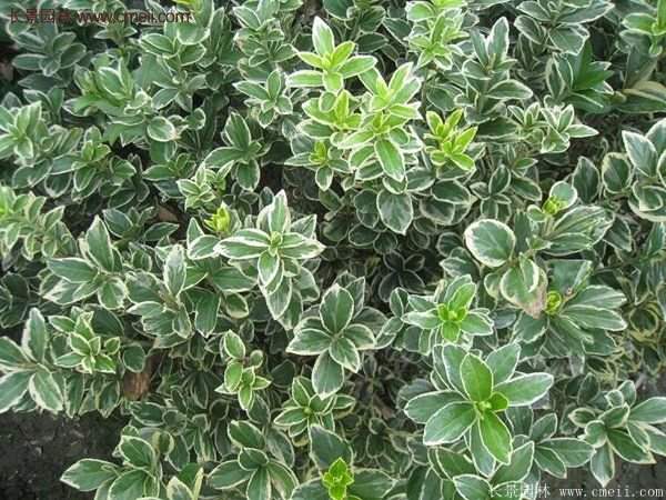 沭陽(yáng)金邊黃楊 沭陽(yáng)金邊黃楊