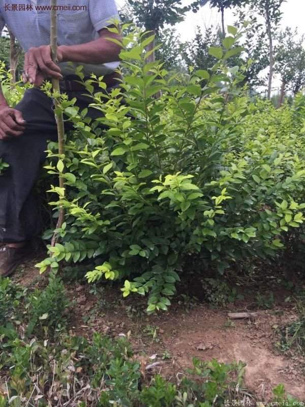沭陽金葉女貞基地 沭陽金葉女貞基地