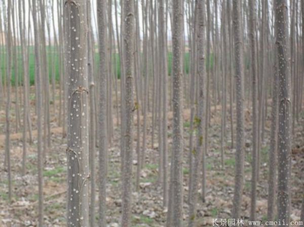 便宜的楊樹苗哪里有賣？