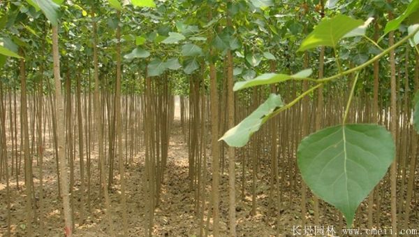 便宜的楊樹苗哪里有賣？